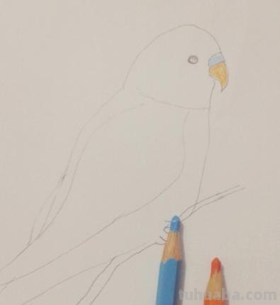 鹦鹉怎么画 彩铅色 怎么画鹦鹉——卡通鹦鹉简笔画？