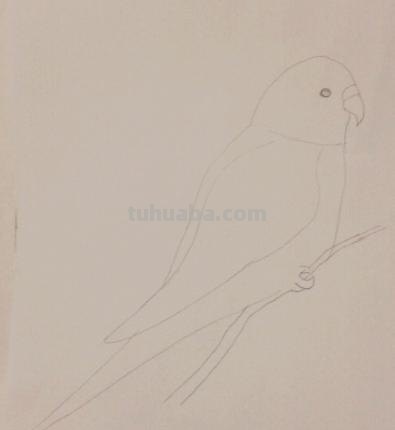 鹦鹉怎么画 彩铅色 怎么画鹦鹉——卡通鹦鹉简笔画？