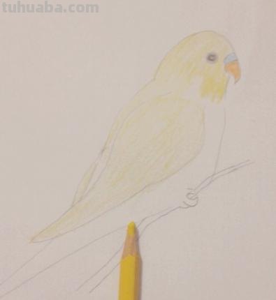 鹦鹉怎么画 彩铅色 怎么画鹦鹉——卡通鹦鹉简笔画？