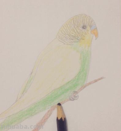 鹦鹉怎么画 彩铅色 怎么画鹦鹉——卡通鹦鹉简笔画？