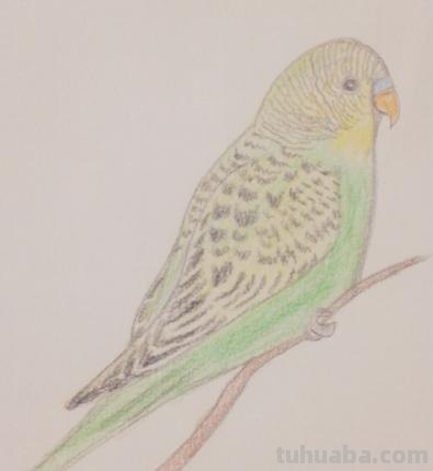 鹦鹉怎么画 彩铅色 怎么画鹦鹉——卡通鹦鹉简笔画？