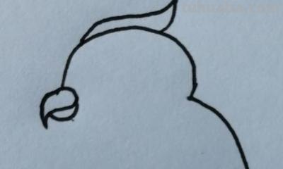 鹦鹉怎么画 彩铅色 怎么画鹦鹉——卡通鹦鹉简笔画？
