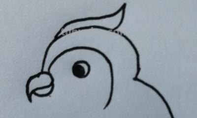 鹦鹉怎么画 彩铅色 怎么画鹦鹉——卡通鹦鹉简笔画？