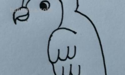 鹦鹉怎么画 彩铅色 怎么画鹦鹉——卡通鹦鹉简笔画？