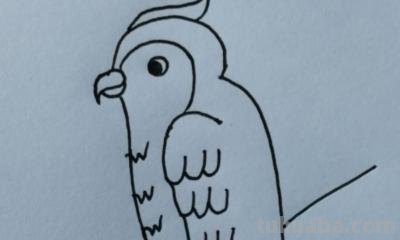 鹦鹉怎么画 彩铅色 怎么画鹦鹉——卡通鹦鹉简笔画？