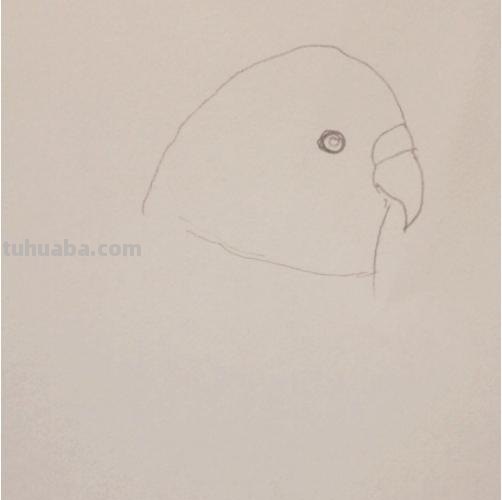 鹦鹉怎么画 彩铅色 怎么画鹦鹉——卡通鹦鹉简笔画？