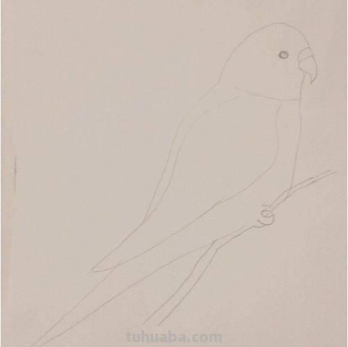 鹦鹉怎么画 彩铅色 怎么画鹦鹉——卡通鹦鹉简笔画？