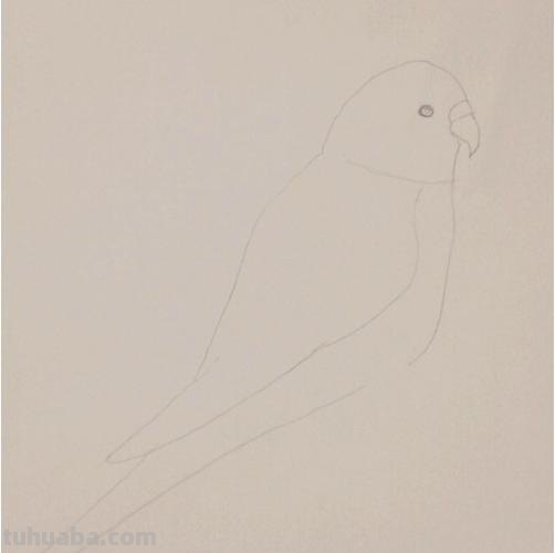 鹦鹉怎么画 彩铅色 怎么画鹦鹉——卡通鹦鹉简笔画？