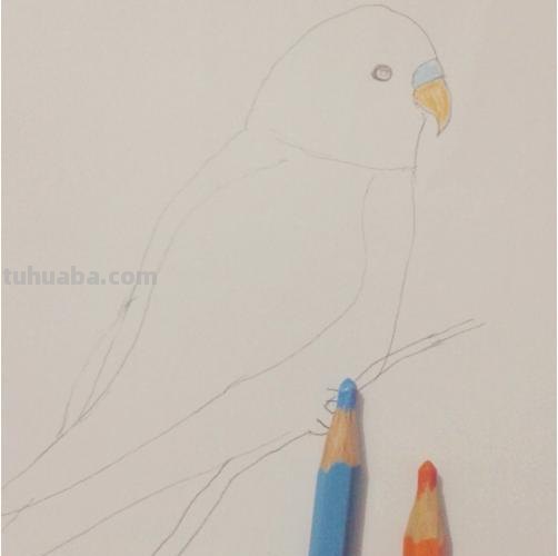 鹦鹉怎么画 彩铅色 怎么画鹦鹉——卡通鹦鹉简笔画？