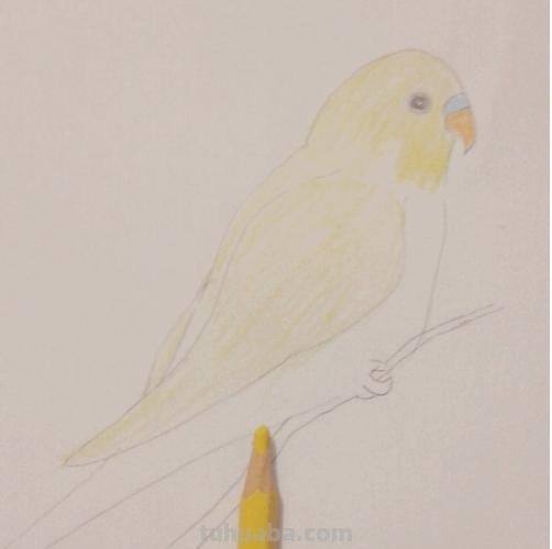 鹦鹉怎么画 彩铅色 怎么画鹦鹉——卡通鹦鹉简笔画？