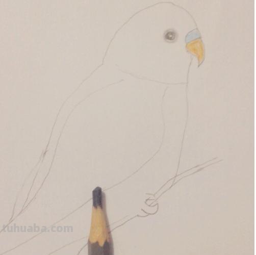 鹦鹉怎么画 彩铅色 怎么画鹦鹉——卡通鹦鹉简笔画？