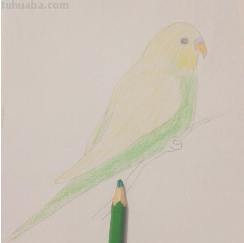 鹦鹉怎么画 彩铅色 怎么画鹦鹉——卡通鹦鹉简笔画？