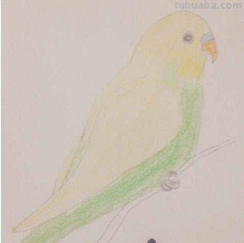 鹦鹉怎么画 彩铅色 怎么画鹦鹉——卡通鹦鹉简笔画？
