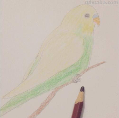 鹦鹉怎么画 彩铅色 怎么画鹦鹉——卡通鹦鹉简笔画？