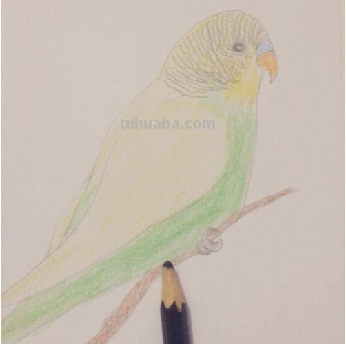 鹦鹉怎么画 彩铅色 怎么画鹦鹉——卡通鹦鹉简笔画？