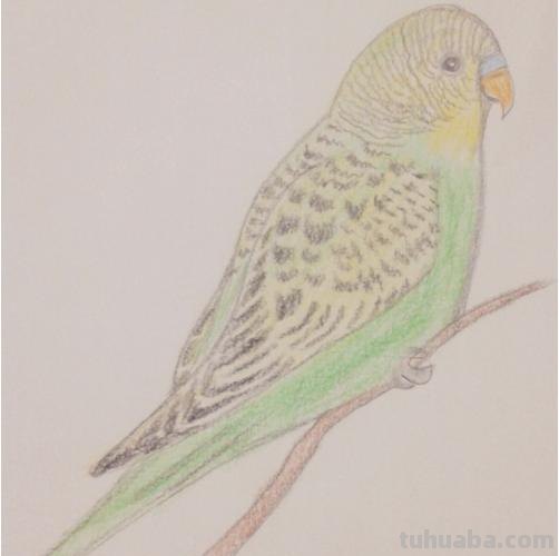 鹦鹉怎么画 彩铅色 怎么画鹦鹉——卡通鹦鹉简笔画？