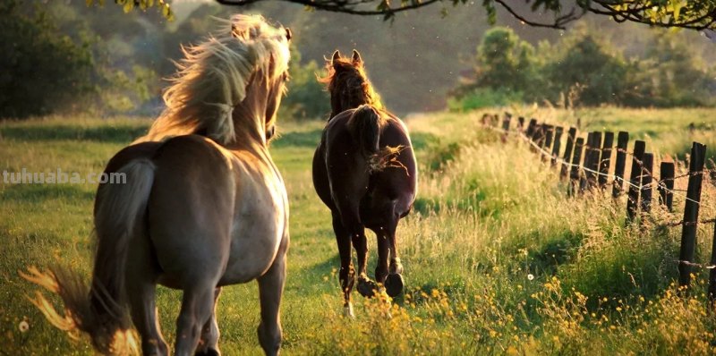 马怎么画简笔画