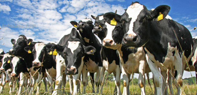 奶牛怎么画简单又漂亮又可爱