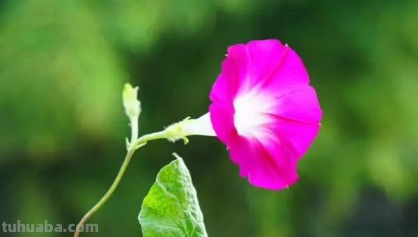 小喇叭花怎么画