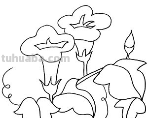 牵牛花的简笔画怎么画最好看又简单