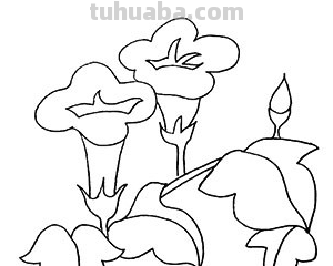 牵牛花的简笔画怎么画最好看又简单