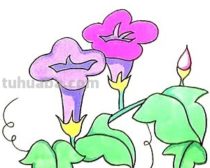 牵牛花的简笔画怎么画最好看又简单