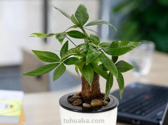 发财树的养殖方法