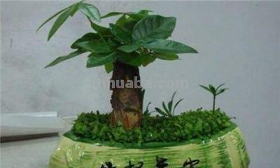 小发财树怎么养
