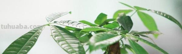 发财树种植方法