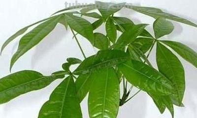 发财树种植方法