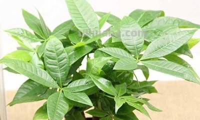 发财树种植方法