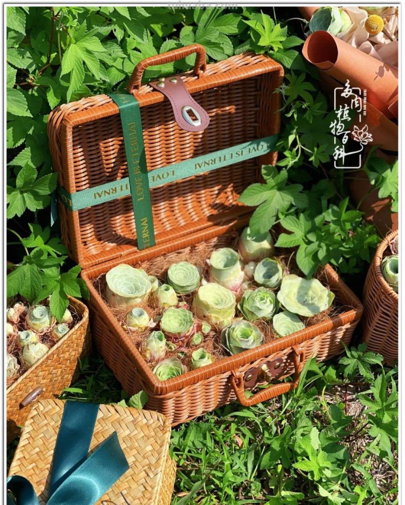 关于多肉拼盘，我有不太一样的想法