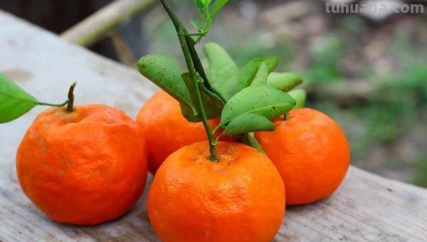 橘子怎么画简单又漂亮