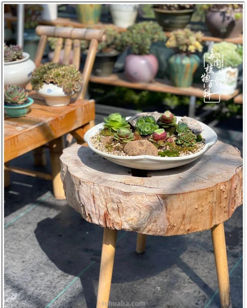 关于多肉拼盘，我有不太一样的想法