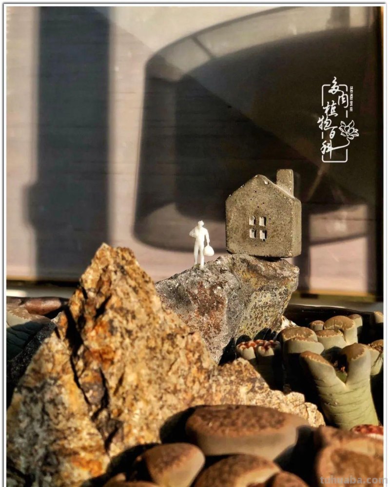 关于多肉拼盘，我有不太一样的想法