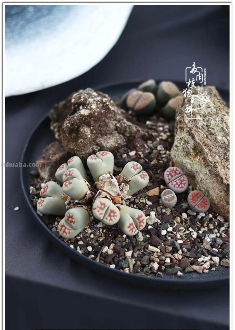 关于多肉拼盘，我有不太一样的想法