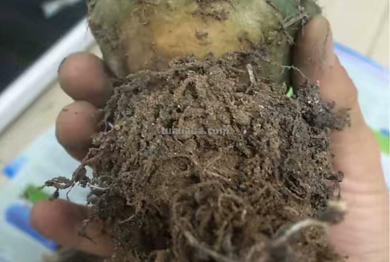 养仙人球就养这“3种”，艳丽多姿花朵大，年年开花，鲜艳夺目