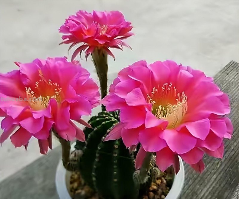养仙人球就养这“3种”，艳丽多姿花朵大，年年开花，鲜艳夺目