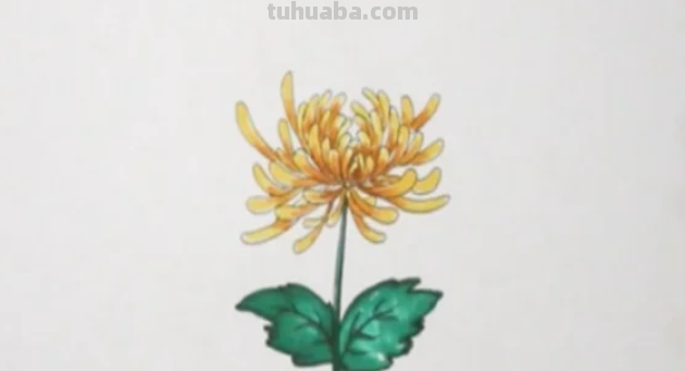 怎么画菊花简笔画