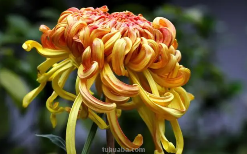 怎么画菊花简笔画