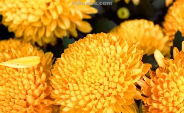 简笔画菊花怎么画