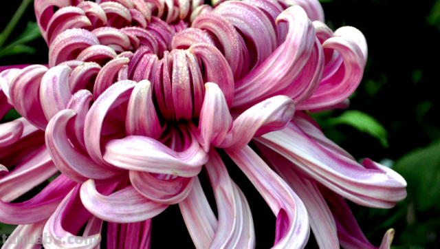 简笔画菊花怎么画