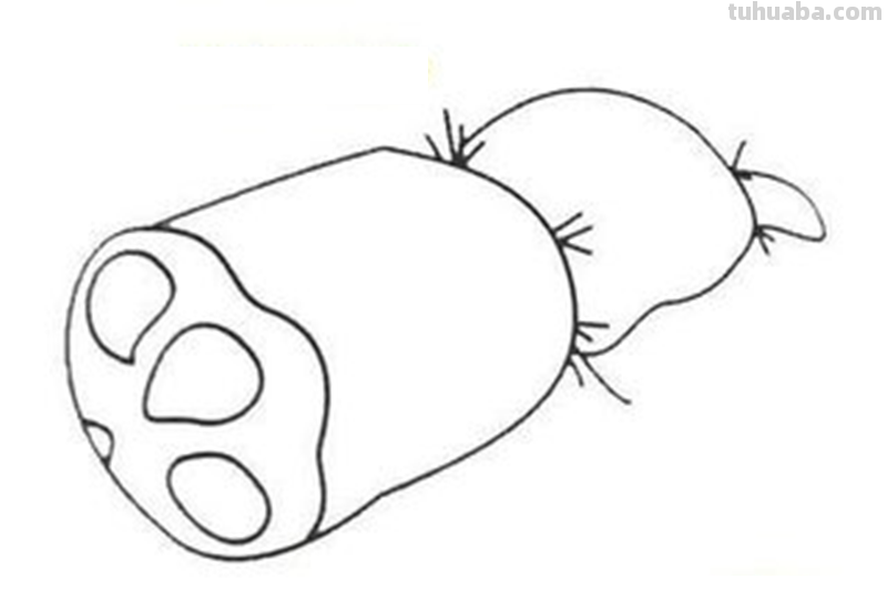 水中植物有哪些简笔画