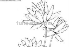 水中植物有哪些简笔画