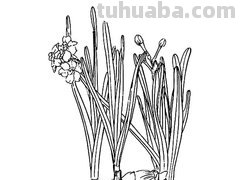 水中植物有哪些简笔画