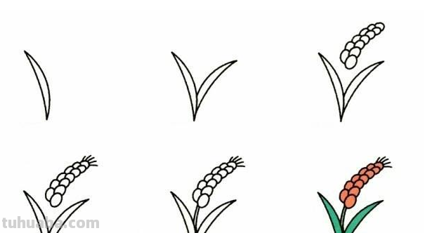 9种植物简笔画小教程~