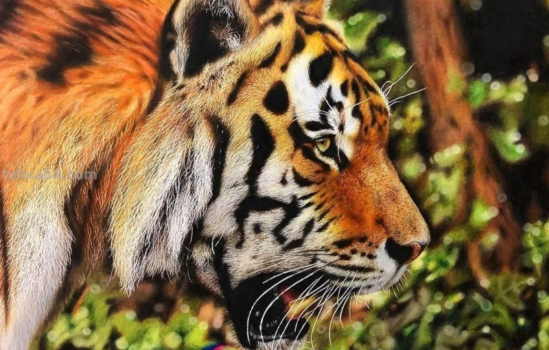 00后少年右眼失明，苦练数十年，终于成为日本顶流喵星人画家