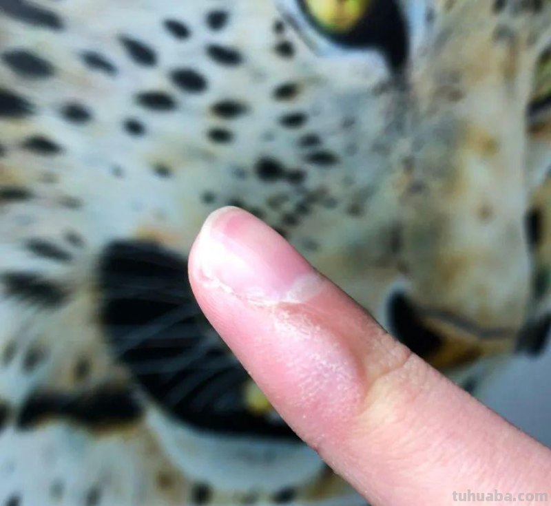 00后少年右眼失明，苦练数十年，终于成为日本顶流喵星人画家