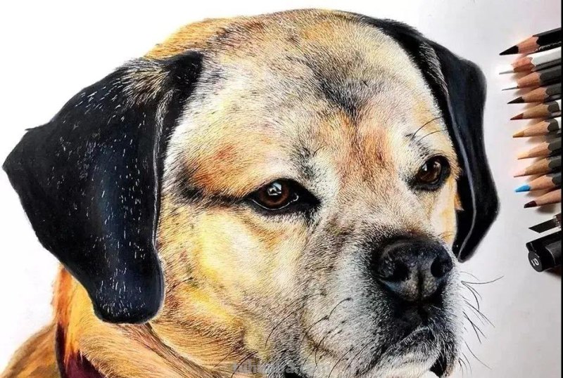 00后少年右眼失明，苦练数十年，终于成为日本顶流喵星人画家