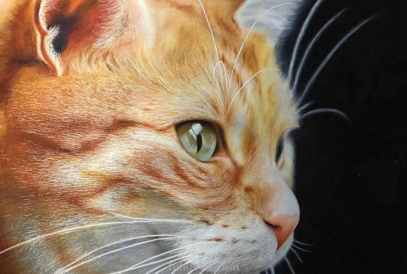 00后少年右眼失明，苦练数十年，终于成为日本顶流喵星人画家